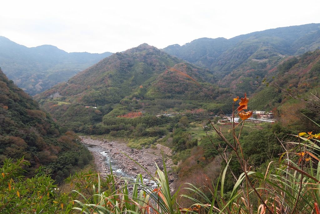 新竹--尖石  玉峰村追殘楓(美樹營地、玉峰大橋)