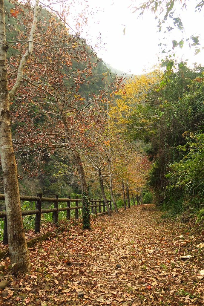 新竹--尖石  玉峰村追殘楓(美樹營地、玉峰大橋)