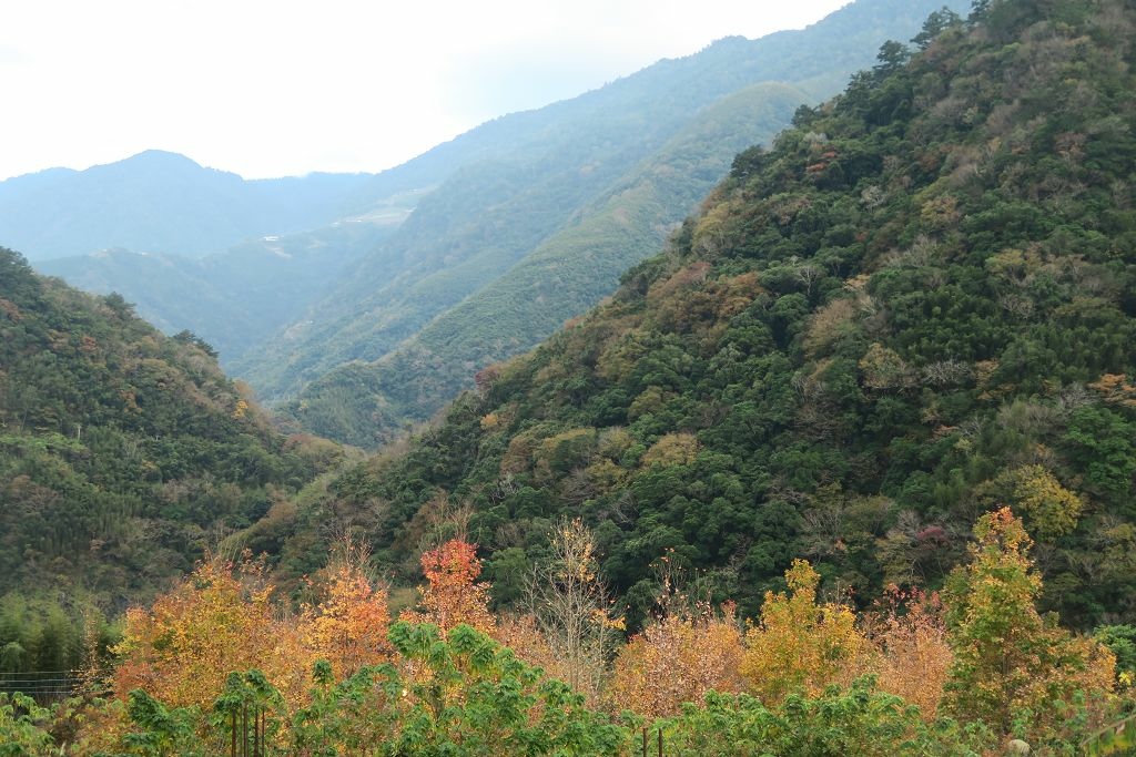 新竹--尖石  玉峰村追殘楓(美樹營地、玉峰大橋)