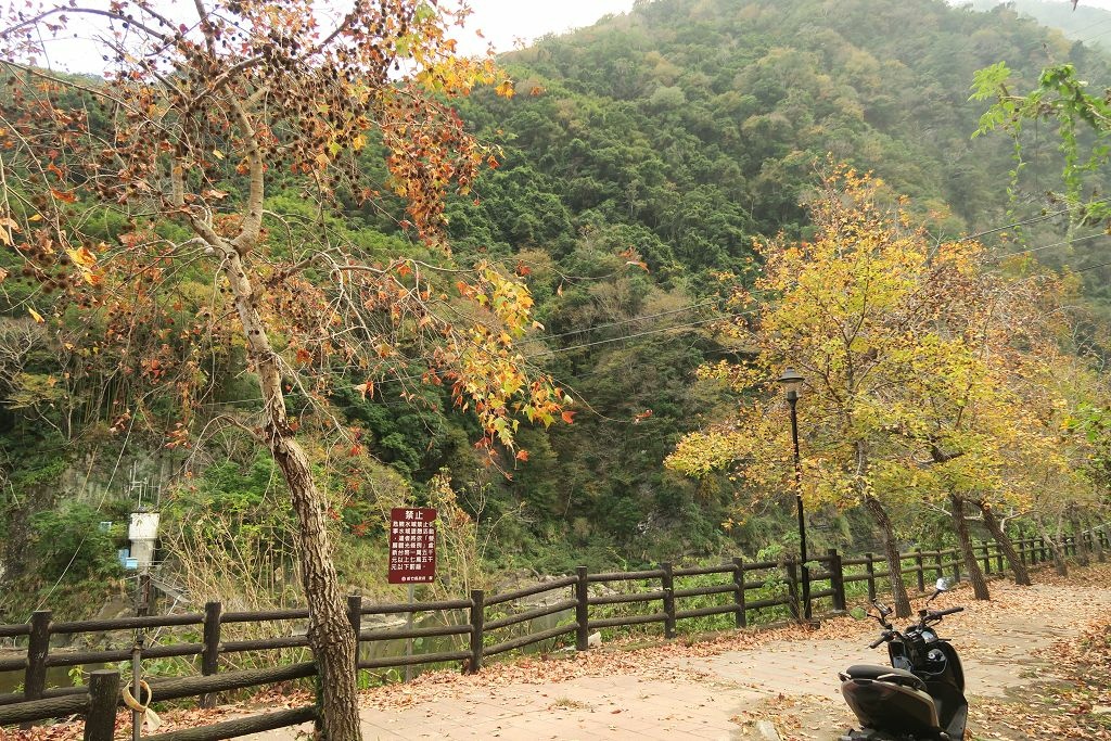 新竹--尖石  玉峰村追殘楓(美樹營地、玉峰大橋)