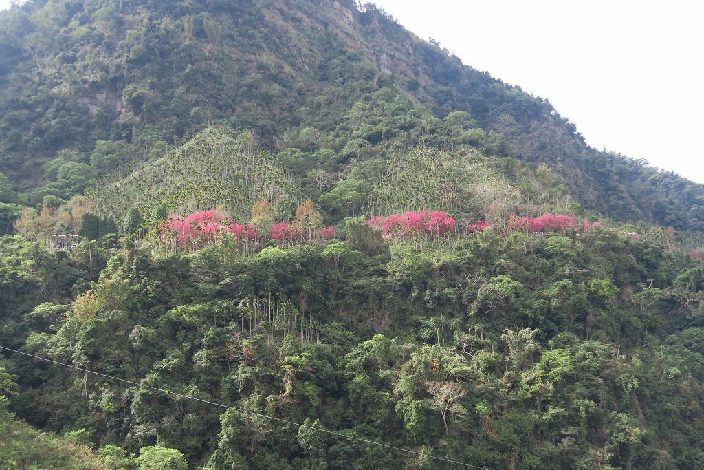 雲林--古坑  已不是秘境的青山坪咖啡農場賞櫻