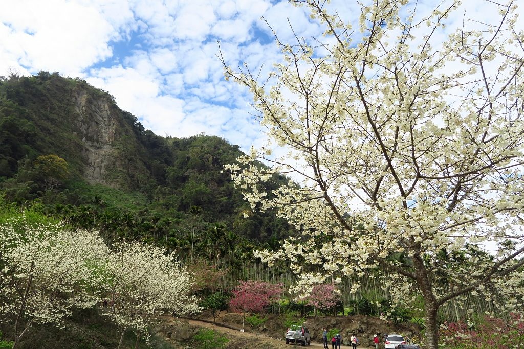 雲林--古坑  已不是秘境的青山坪咖啡農場賞櫻