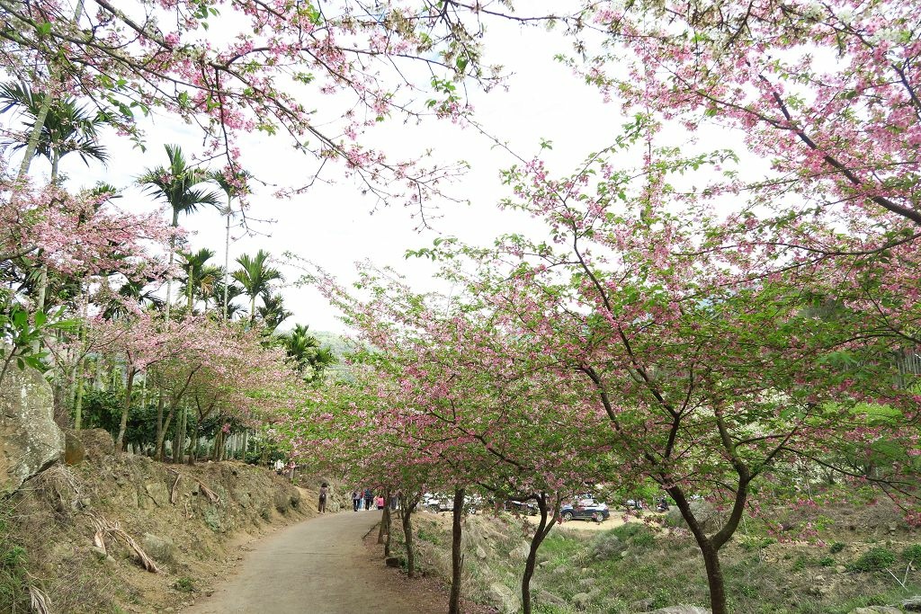 雲林--古坑  已不是秘境的青山坪咖啡農場賞櫻