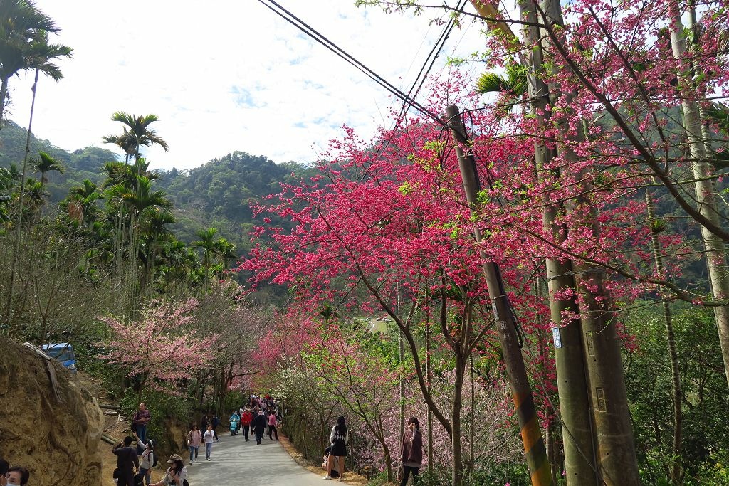 雲林--古坑  已不是秘境的青山坪咖啡農場賞櫻