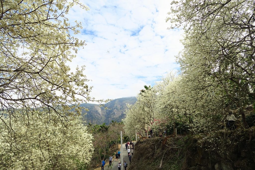 雲林--古坑  已不是秘境的青山坪咖啡農場賞櫻