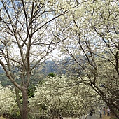 雲林--古坑  已不是秘境的青山坪咖啡農場賞櫻