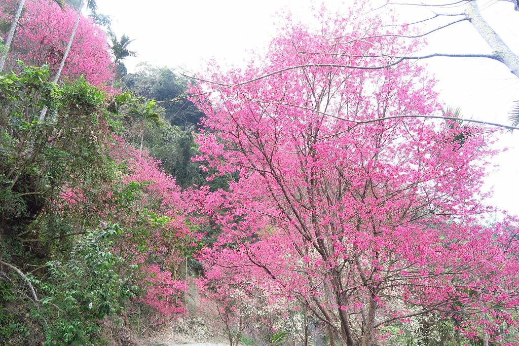 雲林--古坑  已不是秘境的青山坪咖啡農場賞櫻