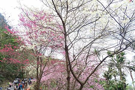 嘉義雲林山區賞櫻一日遊