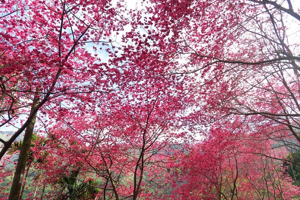 雲林--古坑  已不是秘境的青山坪咖啡農場賞櫻