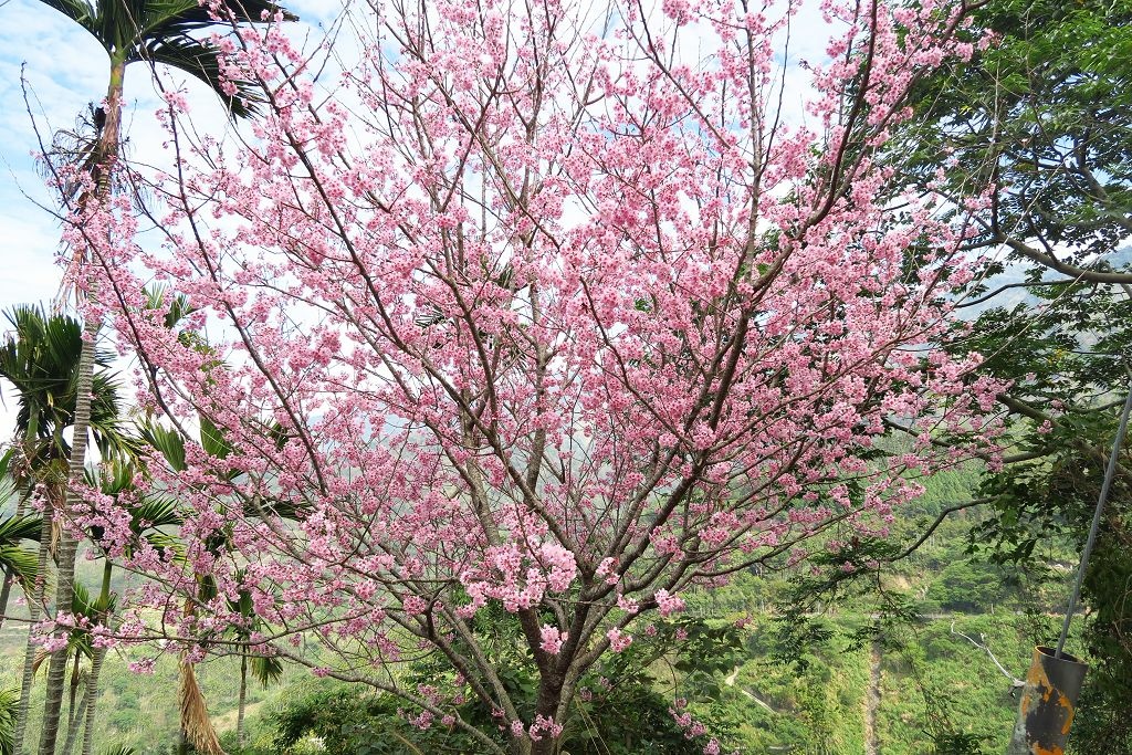 雲林--古坑  已不是秘境的青山坪咖啡農場賞櫻