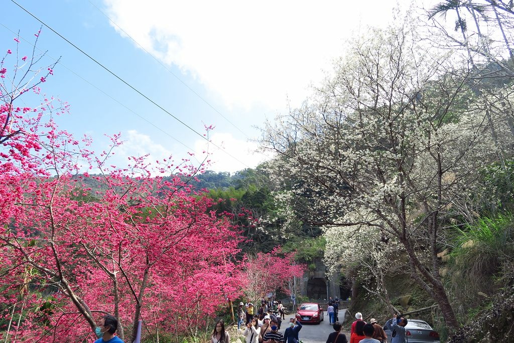 雲林--古坑  已不是秘境的青山坪咖啡農場賞櫻