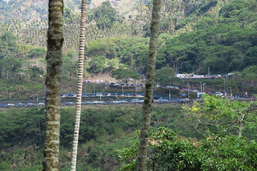 雲林--古坑  已不是秘境的青山坪咖啡農場賞櫻