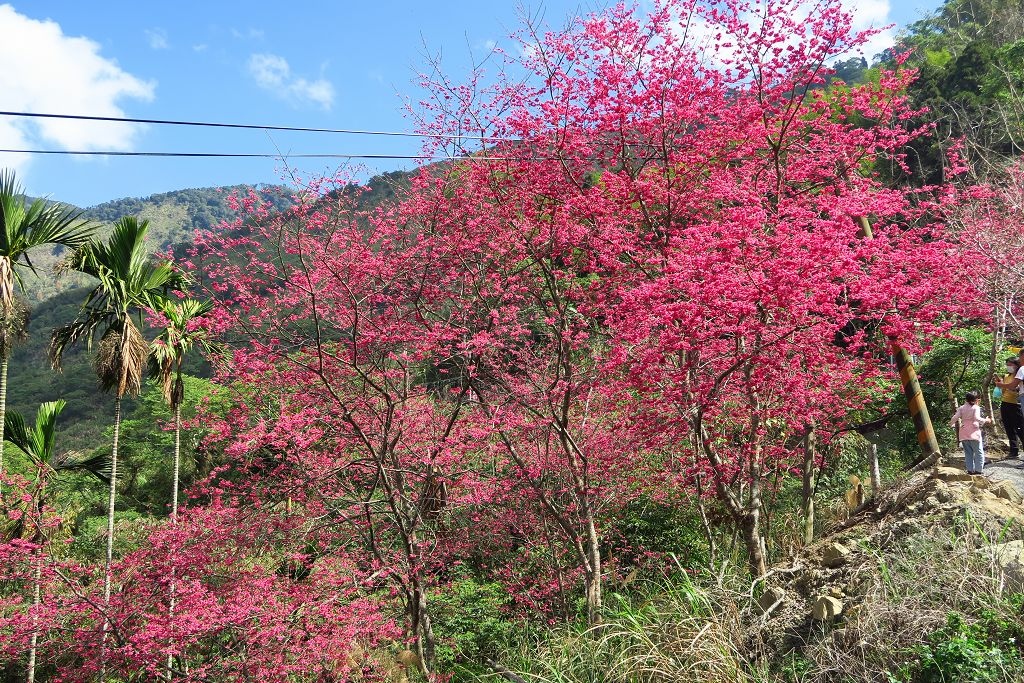 雲林--古坑  已不是秘境的青山坪咖啡農場賞櫻