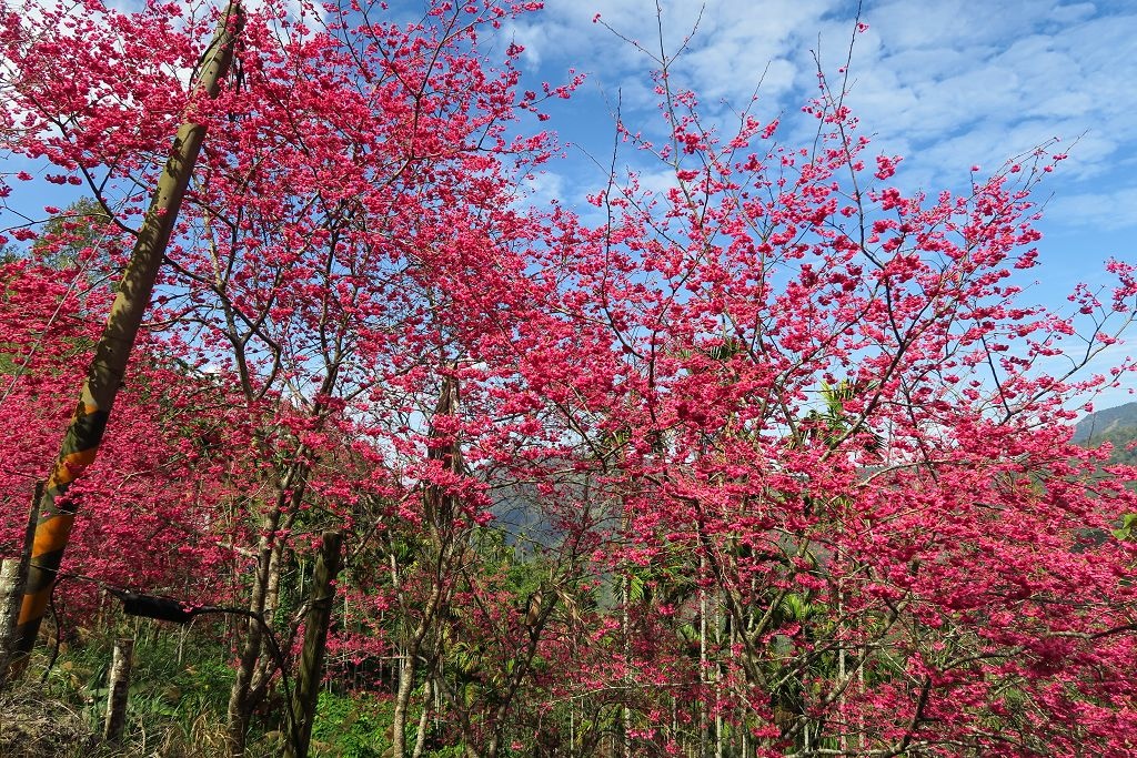 雲林--古坑  已不是秘境的青山坪咖啡農場賞櫻