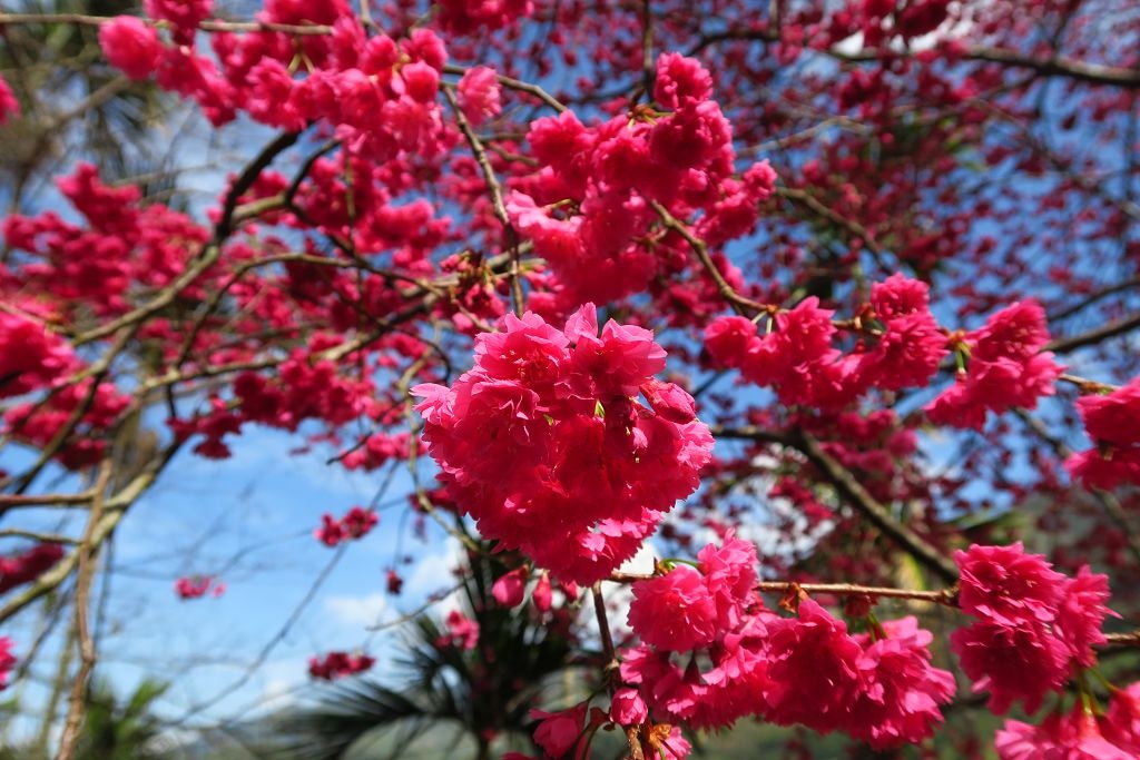 雲林--古坑  已不是秘境的青山坪咖啡農場賞櫻