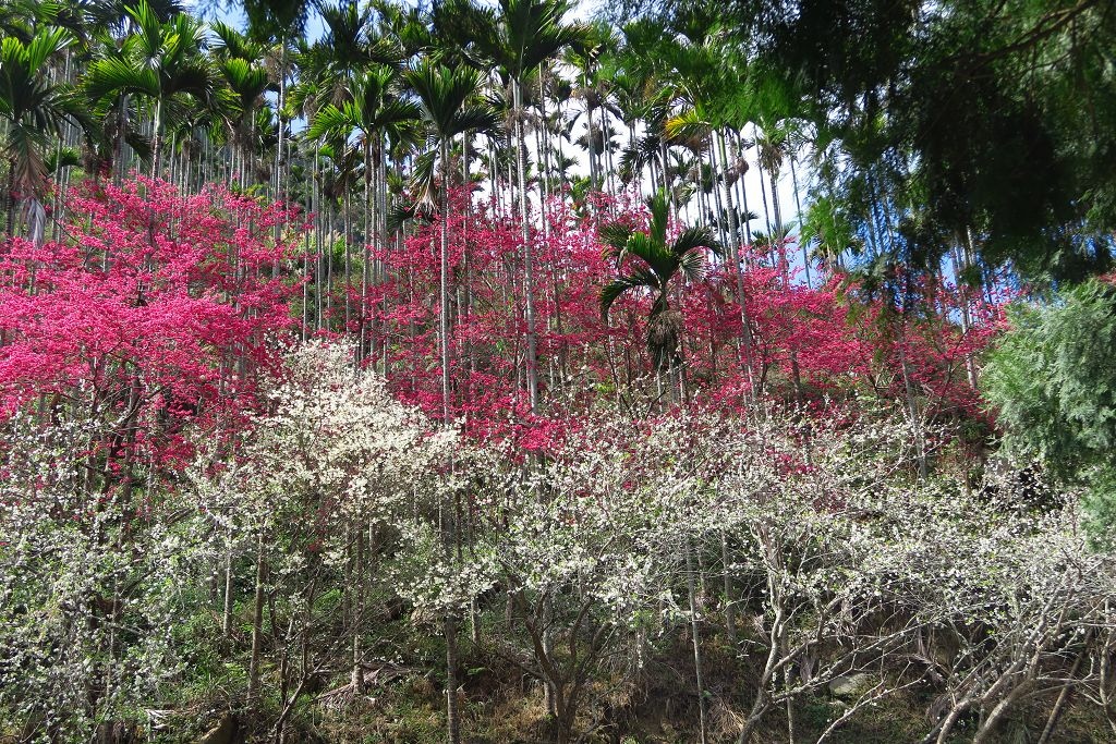 雲林--古坑  已不是秘境的青山坪咖啡農場賞櫻