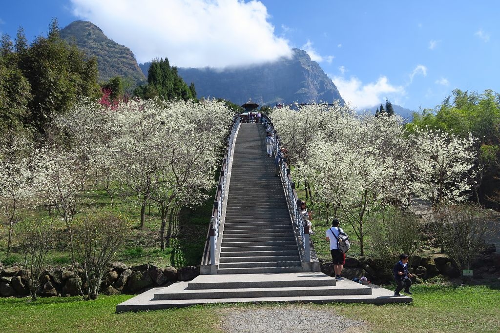 嘉義--梅山  寒溪呢森林人文叡地櫻花季