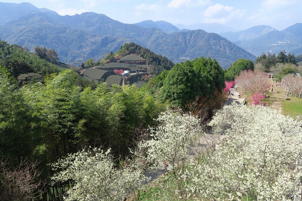 嘉義--梅山  寒溪呢森林人文叡地櫻花季