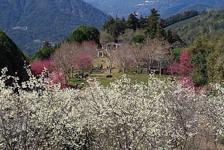 嘉義雲林山區賞櫻一日遊