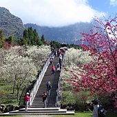 雲林--古坑  已不是秘境的青山坪咖啡農場賞櫻