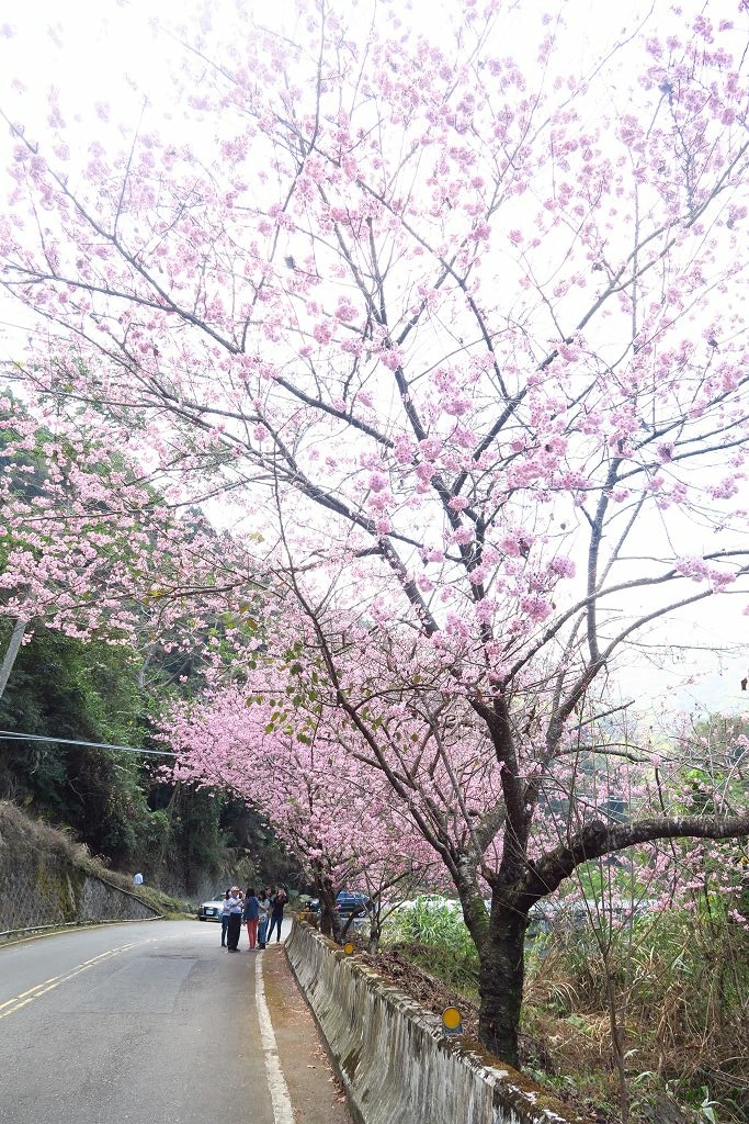 嘉義雲林山區賞櫻一日遊