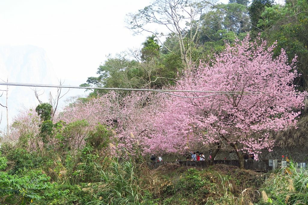 嘉義雲林山區賞櫻一日遊