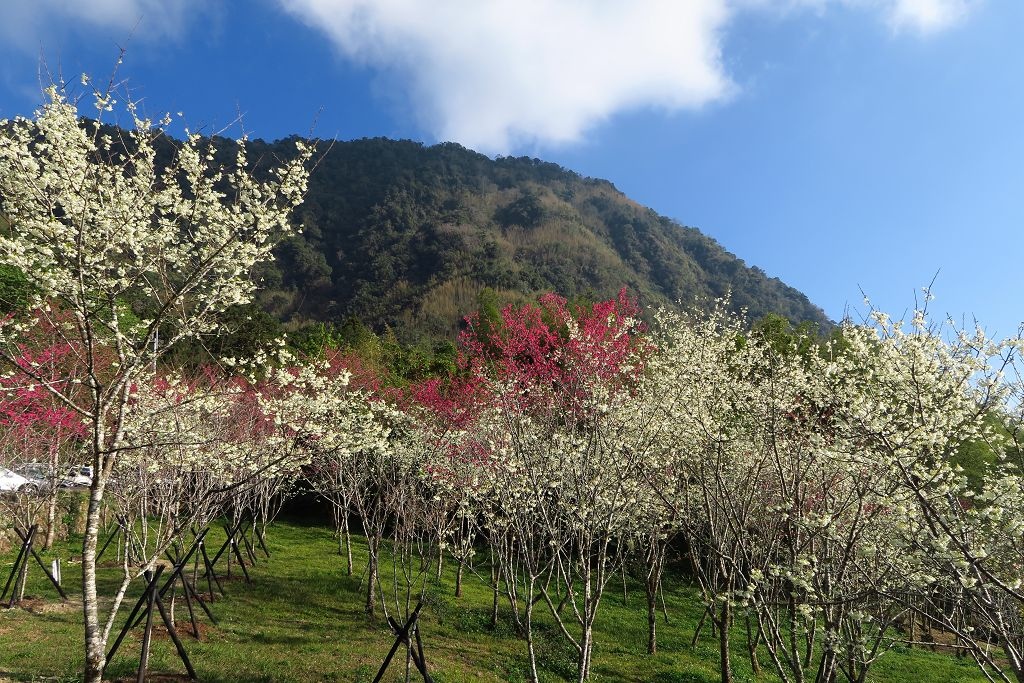 嘉義--阿里山 迷糊步道賞櫻