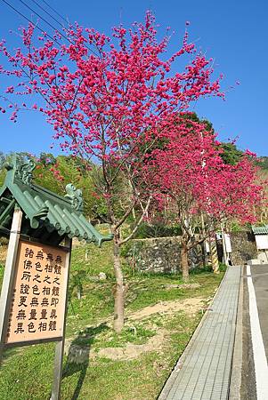 嘉義雲林山區賞櫻一日遊