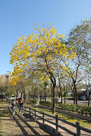 中竹苗賞櫻三日行