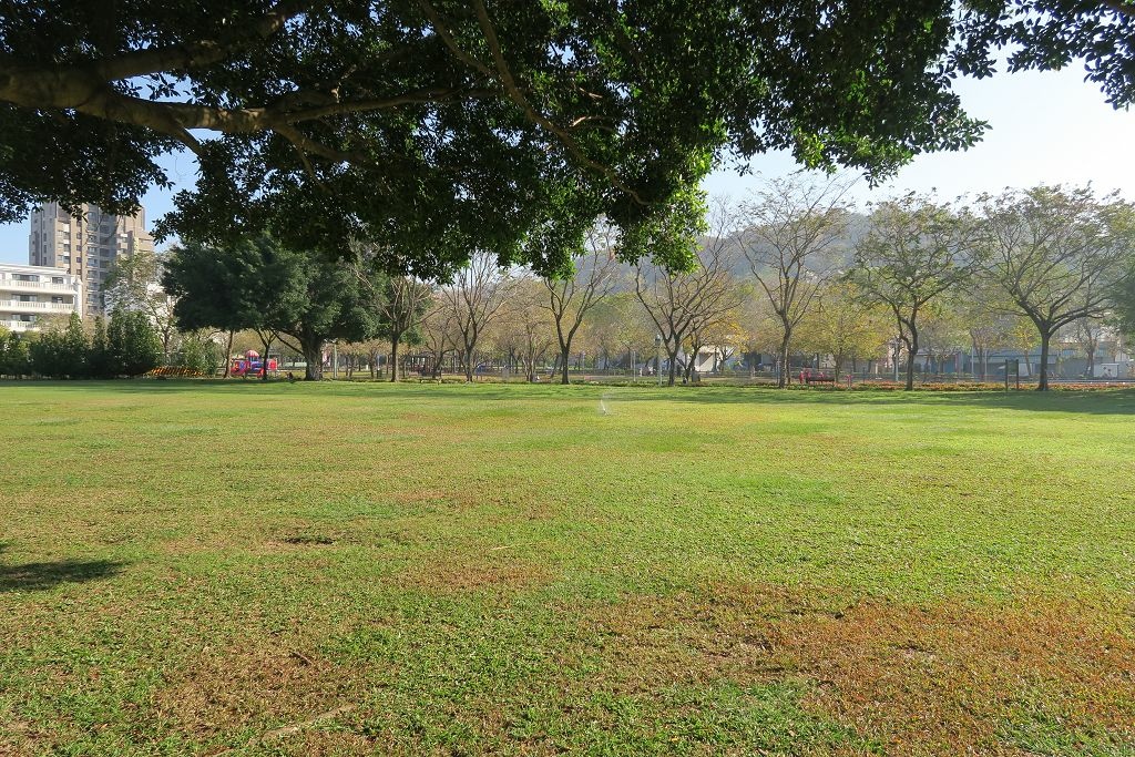 台中--北屯  黃花風鈴木尚未滿開的廍子公園