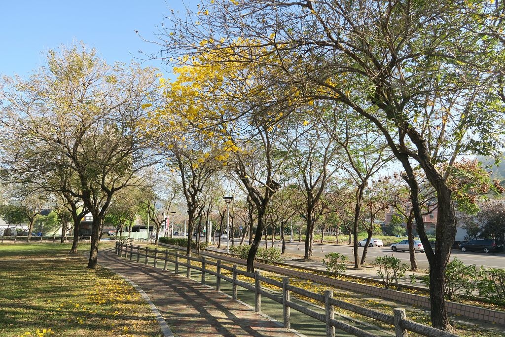 台中--北屯  黃花風鈴木尚未滿開的廍子公園