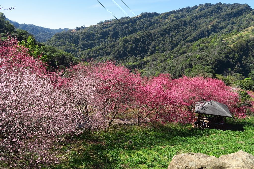 台中--新社  各種櫻花繽放的沐心泉休閒農場