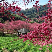 台中--后里  泰安派出所櫻花林、中科崴立櫻花公園