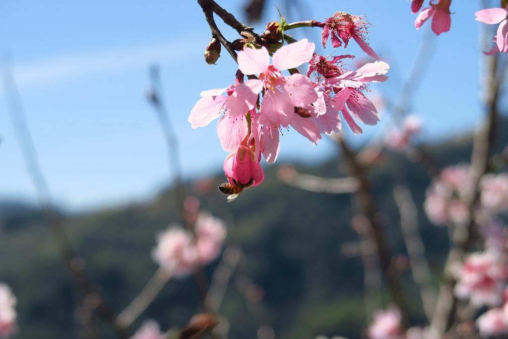台中--新社  各種櫻花繽放的沐心泉休閒農場