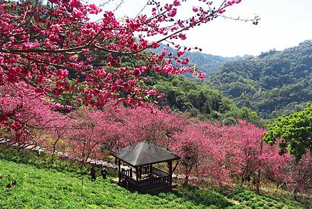 中竹苗賞櫻三日行