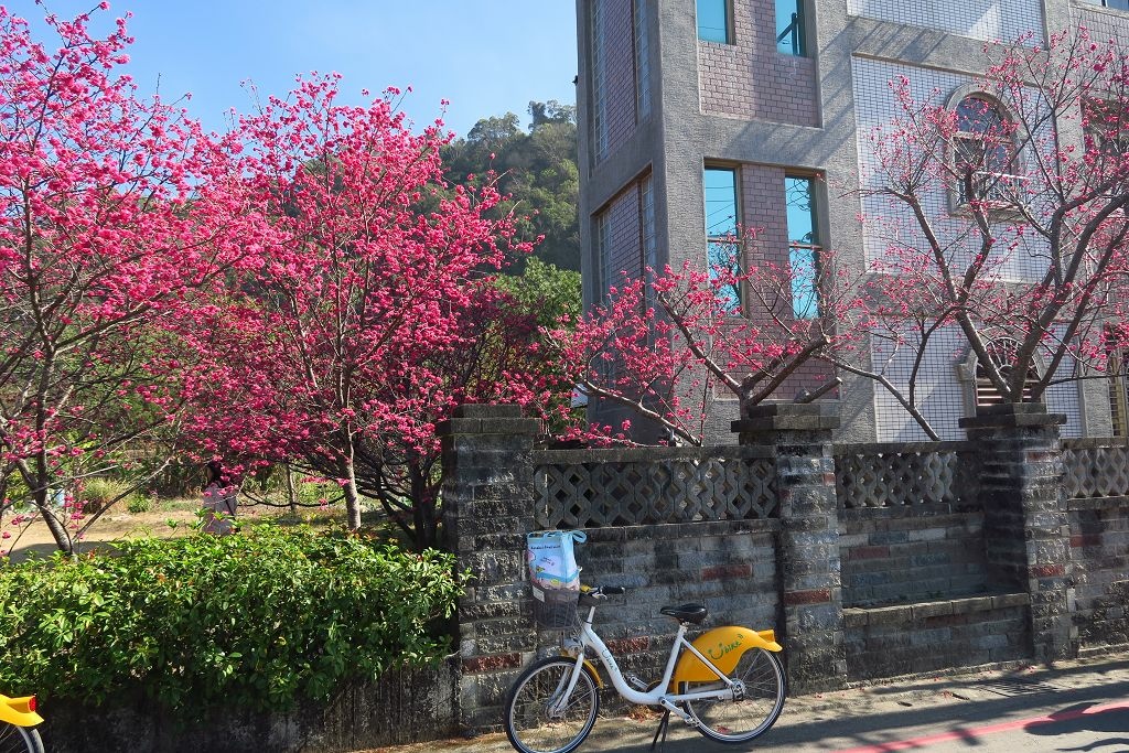 台中--后里  泰安派出所櫻花林、中科崴立櫻花公園