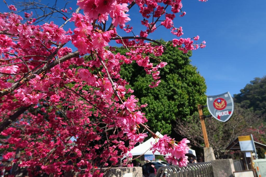 台中--后里 泰安派出所櫻花林、中科崴立櫻花公園