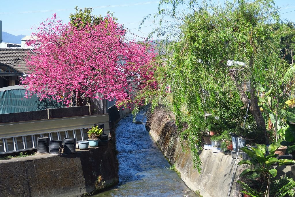 台中--后里  泰安派出所櫻花林、中科崴立櫻花公園