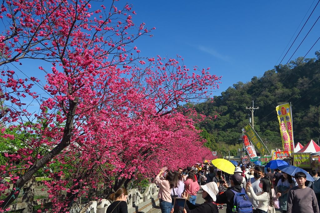 台中--后里  泰安派出所櫻花林、中科崴立櫻花公園