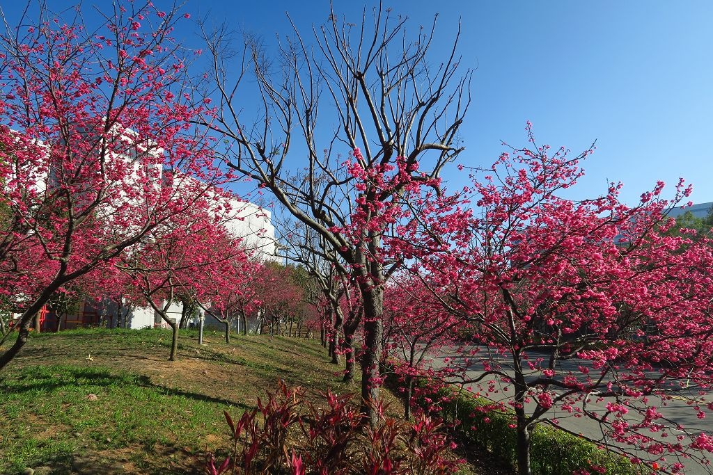 台中--后里  泰安派出所櫻花林、中科崴立櫻花公園