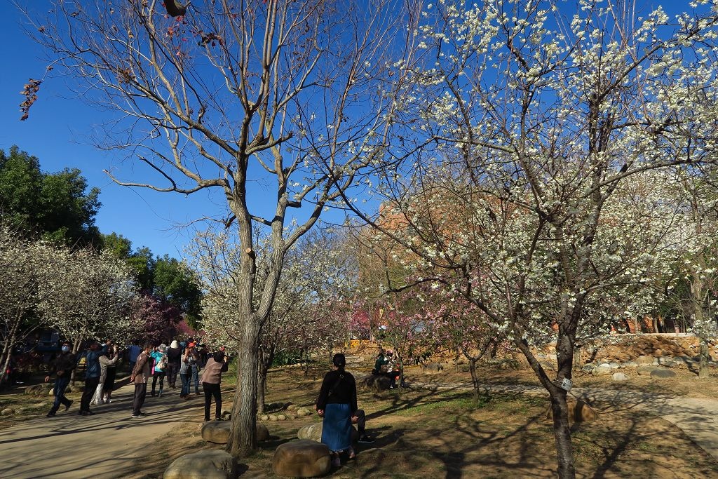 台中--后里  泰安派出所櫻花林、中科崴立櫻花公園