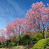 台中--北屯  黃花風鈴木尚未滿開的廍子公園