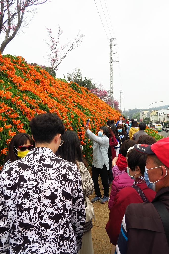 苗栗--銅鑼  人山人海的炮仗花海公園櫻花季