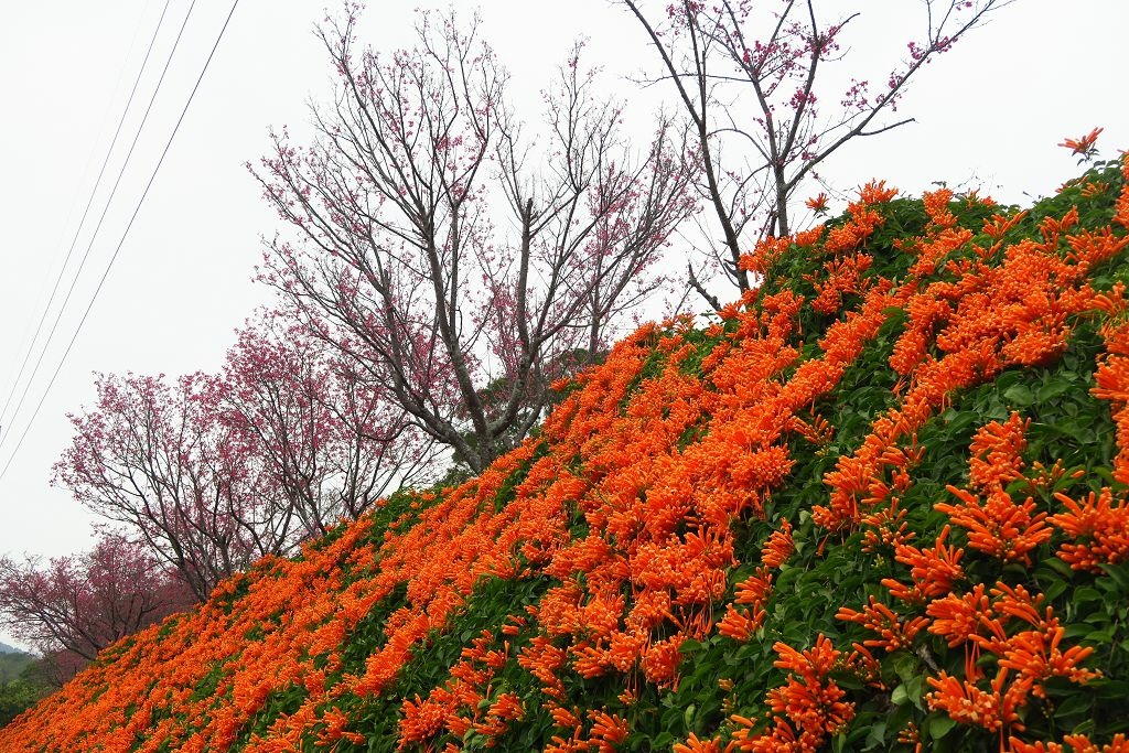 苗栗--銅鑼  人山人海的炮仗花海公園櫻花季