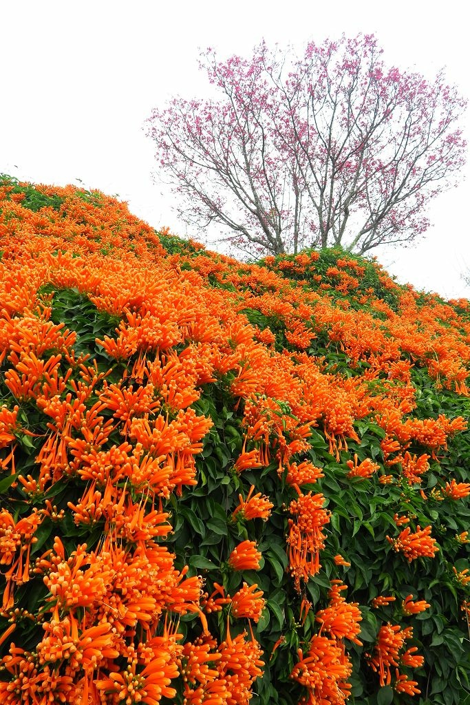 苗栗--銅鑼  人山人海的炮仗花海公園櫻花季