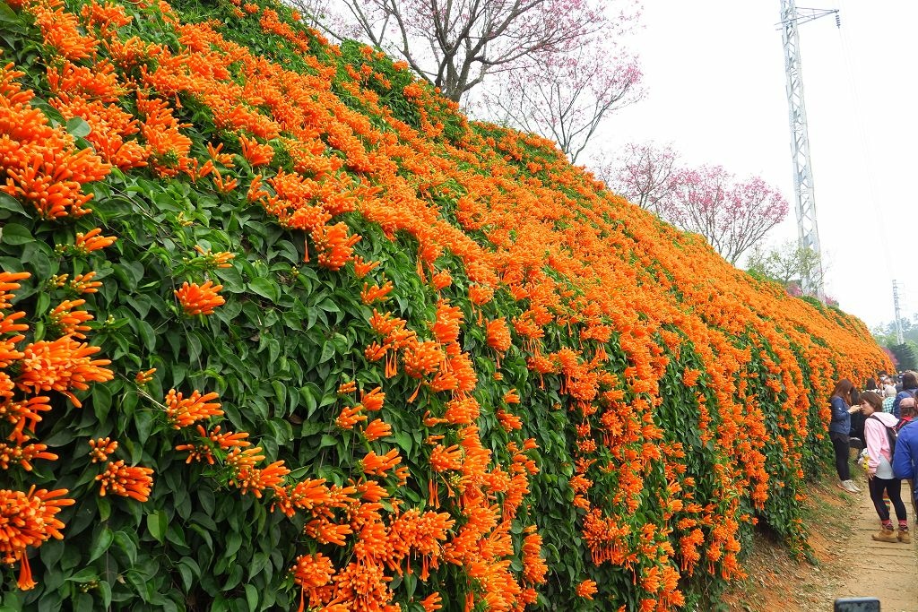 苗栗--銅鑼  人山人海的炮仗花海公園櫻花季