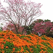 台中--后里  泰安派出所櫻花林、中科崴立櫻花公園