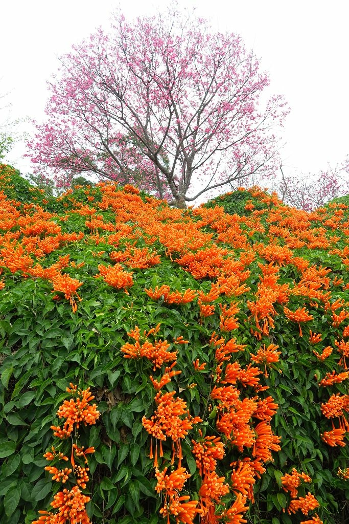 苗栗--銅鑼  人山人海的炮仗花海公園櫻花季