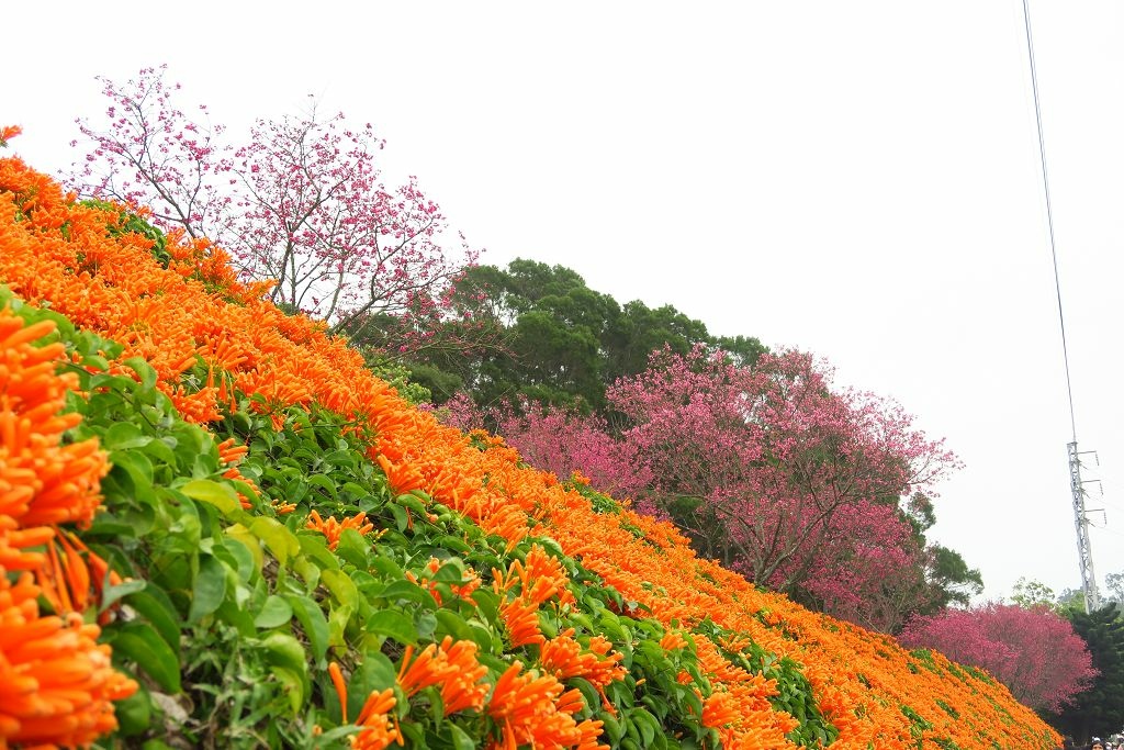 苗栗--銅鑼  人山人海的炮仗花海公園櫻花季