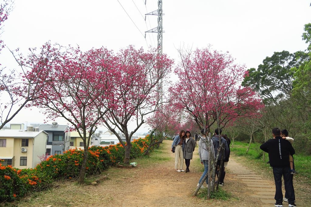 苗栗--銅鑼  人山人海的炮仗花海公園櫻花季